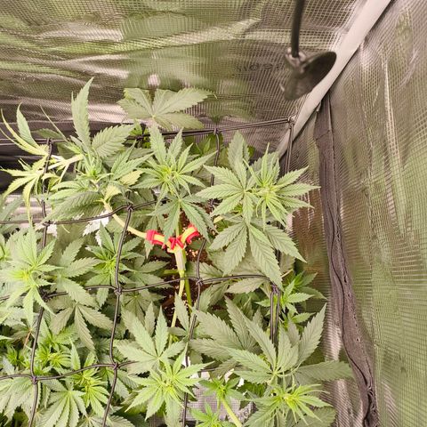 Gorilla Cookies   growlog timeline photo