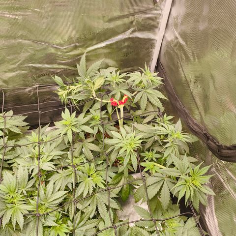 Gorilla Cookies   growlog timeline photo