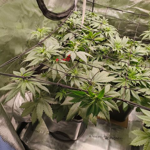 Gorilla Cookies   growlog timeline photo