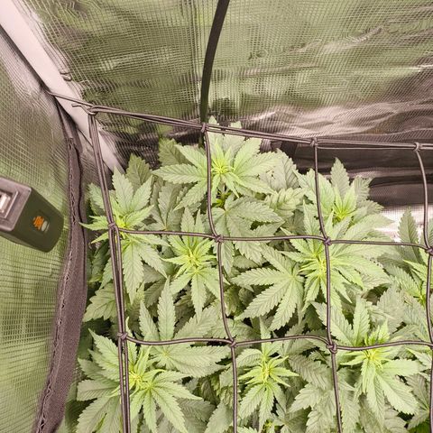 ? growlog timeline photo