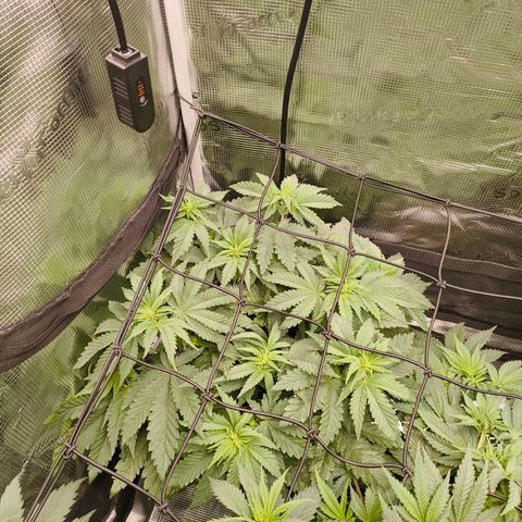 ? growlog timeline photo