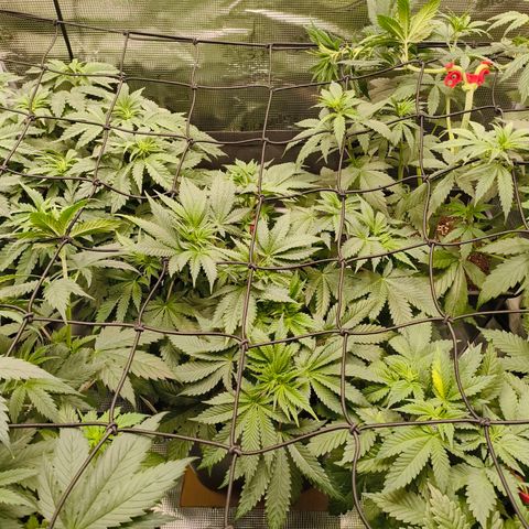 Future #1 #1 growlog timeline photo