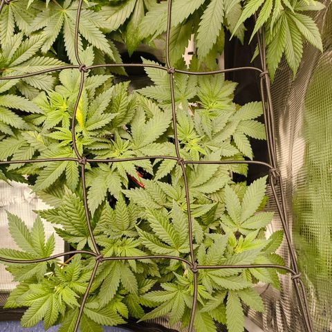 Future #1 #2 growlog timeline photo