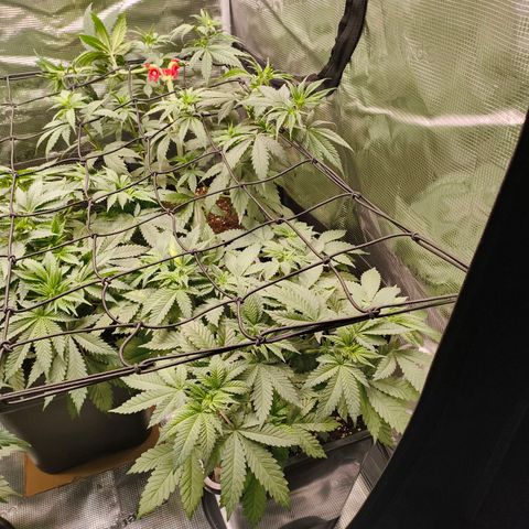 Future #1 #2 growlog timeline photo