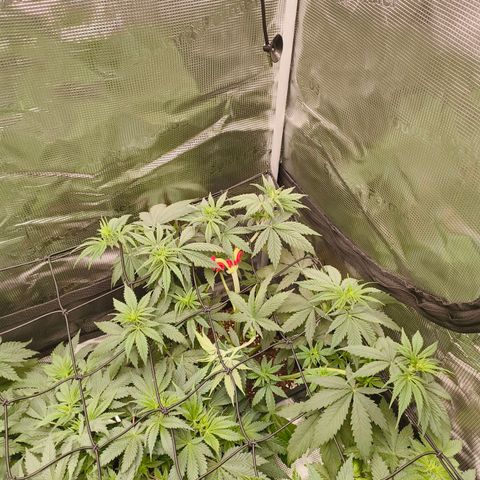 Gorilla Cookies   growlog timeline photo