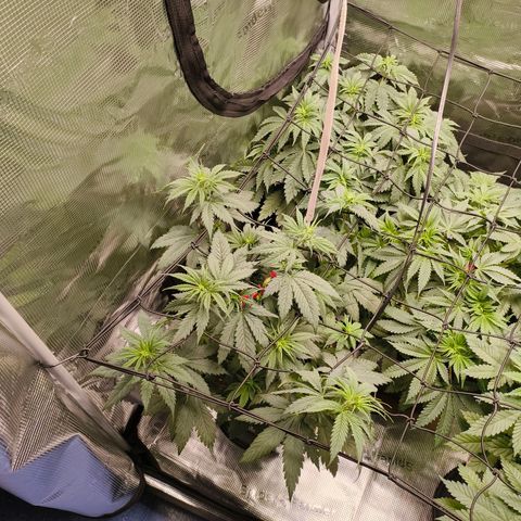 Gorilla Cookies   growlog timeline photo