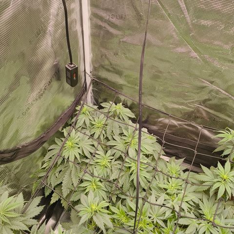 ? growlog timeline photo
