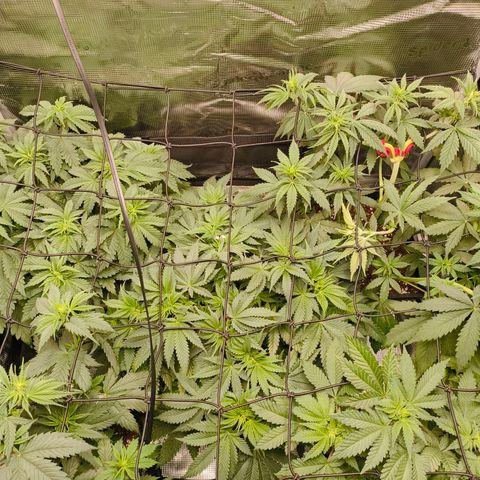 Future #1 #1 growlog timeline photo