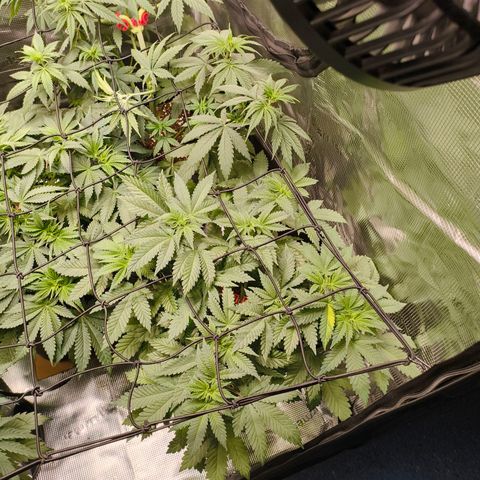 Future #1 #2 growlog timeline photo