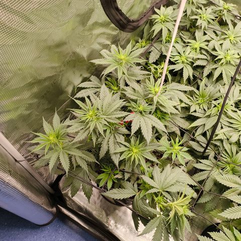 Gorilla Cookies   growlog timeline photo