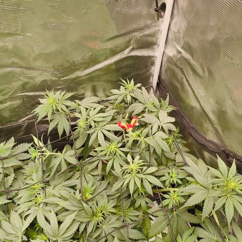 Gorilla Cookies   growlog timeline photo