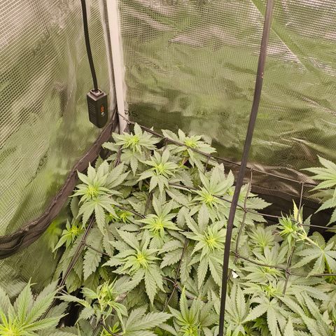 ? growlog timeline photo