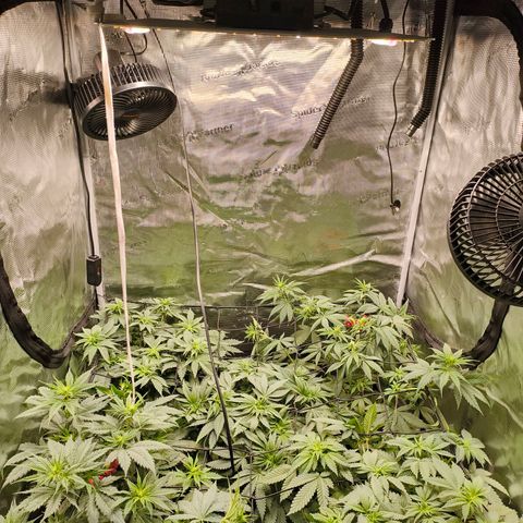 Future #1 #1 growlog timeline photo