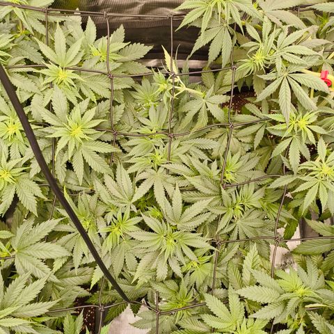 Future #1 #1 growlog timeline photo