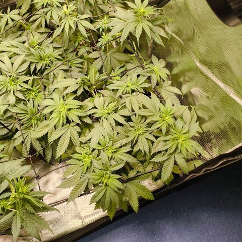 Future #1 #2 growlog timeline photo