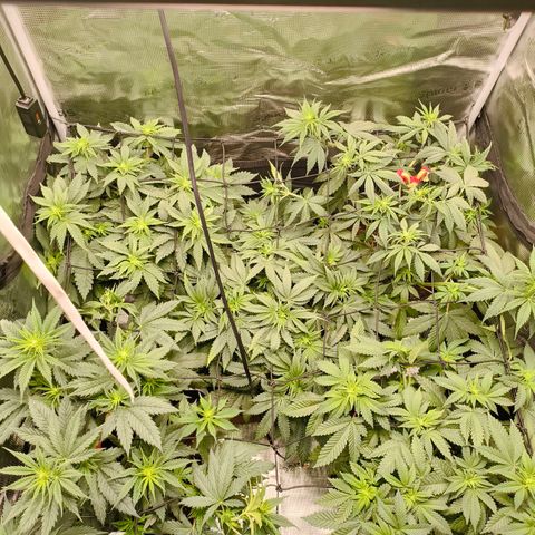 ? growlog timeline photo