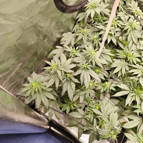 Gorilla Cookies   growlog timeline photo