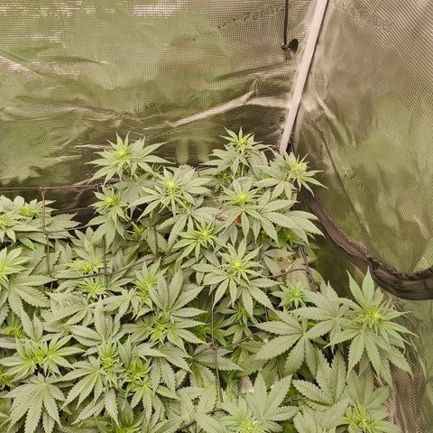 Gorilla Cookies   growlog timeline photo