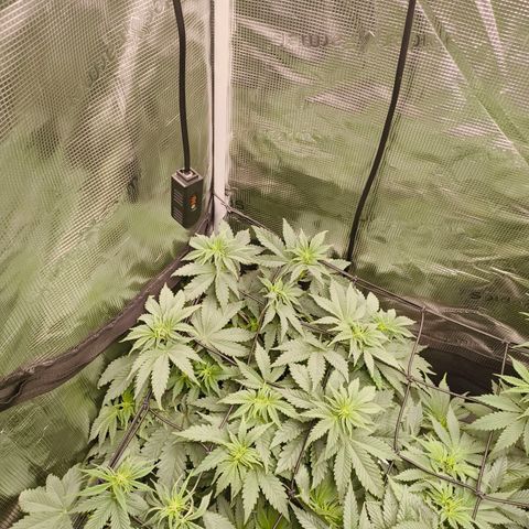 ? growlog timeline photo