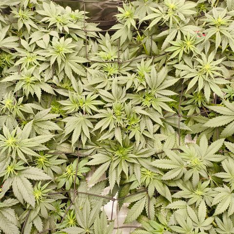 Future #1 #1 growlog timeline photo