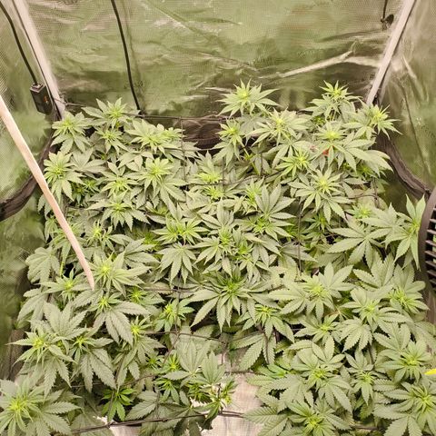 Future #1 #1 growlog timeline photo