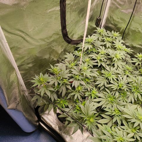 Gorilla Cookies   growlog timeline photo