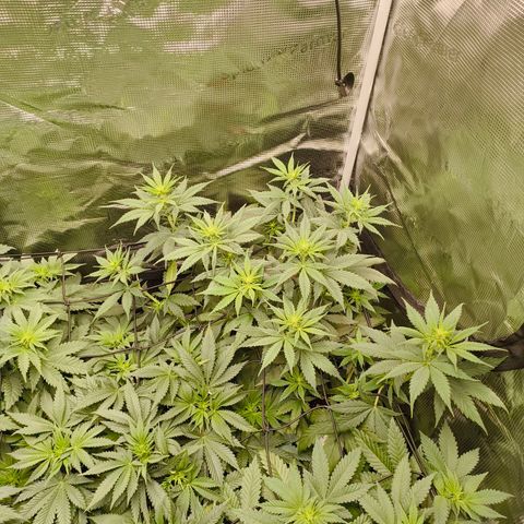 Gorilla Cookies   growlog timeline photo