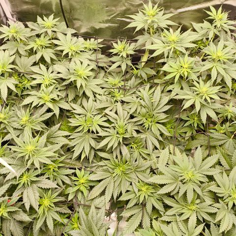 Future #1 #1 growlog timeline photo