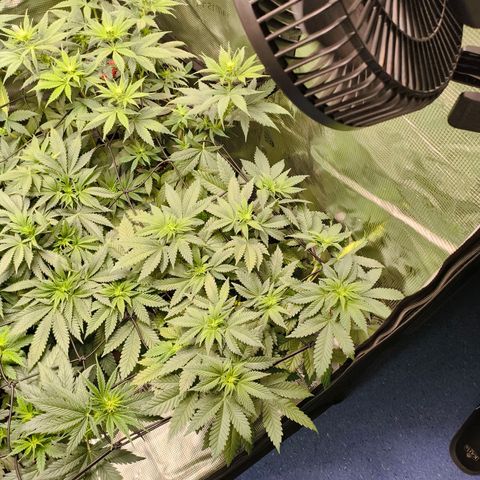 Future #1 #2 growlog timeline photo