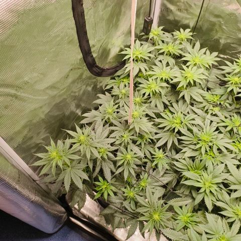 Gorilla Cookies   growlog timeline photo