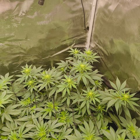 Gorilla Cookies   growlog timeline photo