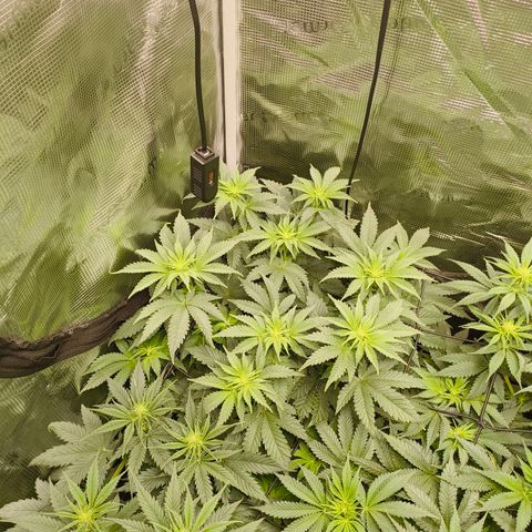 ? growlog timeline photo