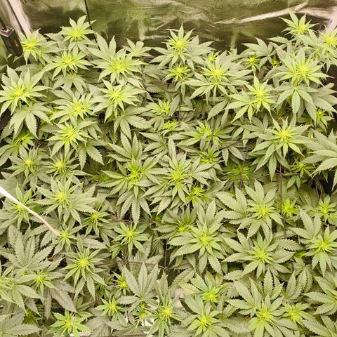 Future #1 #1 growlog timeline photo