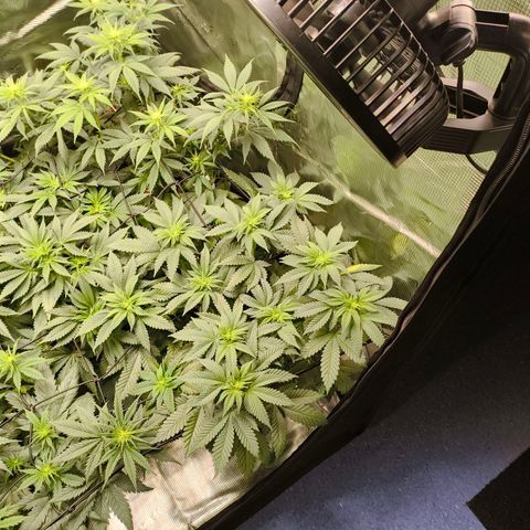 Future #1 #2 growlog timeline photo