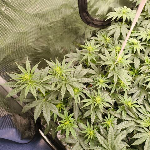 Gorilla Cookies   growlog timeline photo