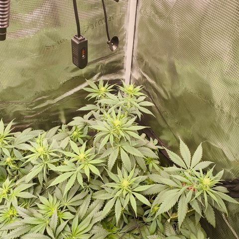 Gorilla Cookies   growlog timeline photo