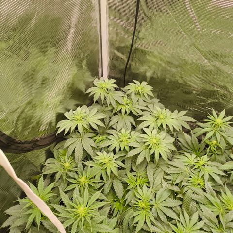 ? growlog timeline photo