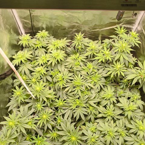 Future #1 #1 growlog timeline photo