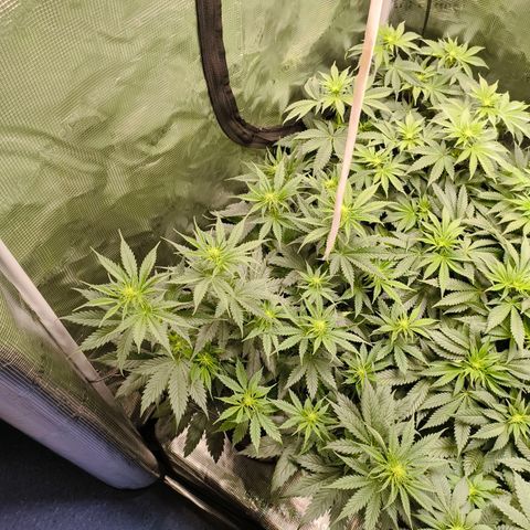 Gorilla Cookies   growlog timeline photo