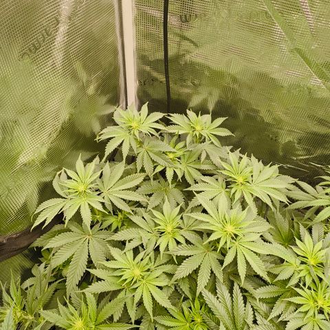 ? growlog timeline photo