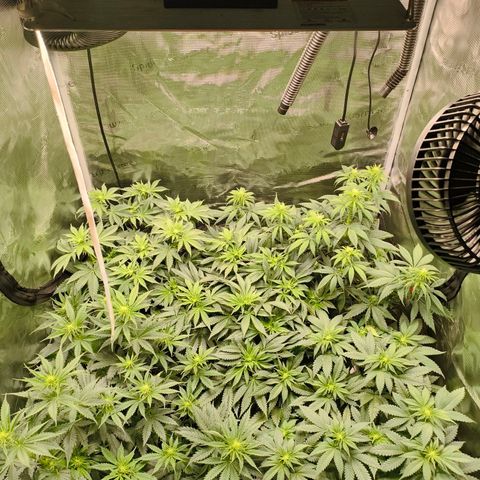 Future #1 #1 growlog timeline photo