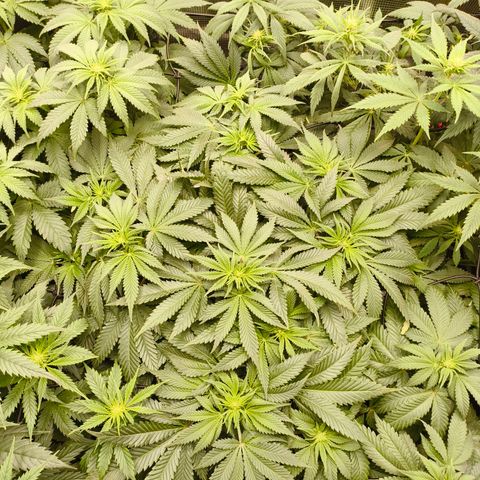 Future #1 #1 growlog timeline photo