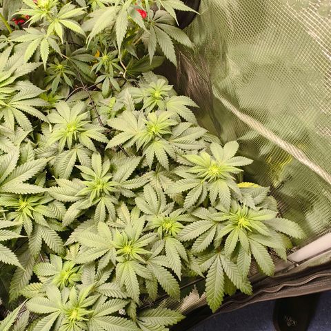 Future #1 #2 growlog timeline photo