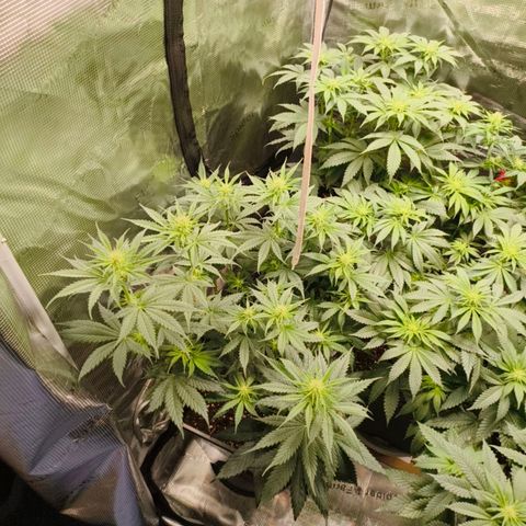 Gorilla Cookies   growlog timeline photo