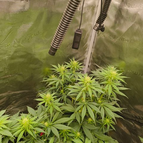 Gorilla Cookies   growlog timeline photo