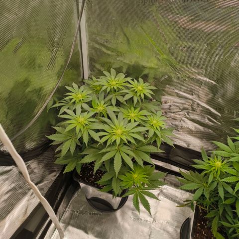 ? growlog timeline photo