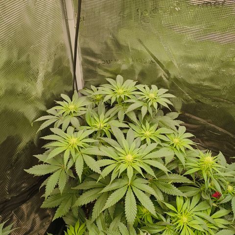 ? growlog timeline photo