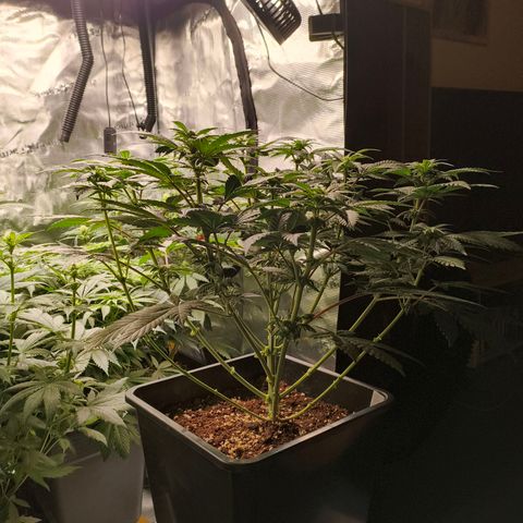 Future #1 #1 growlog timeline photo