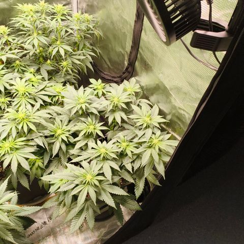 Future #1 #2 growlog timeline photo