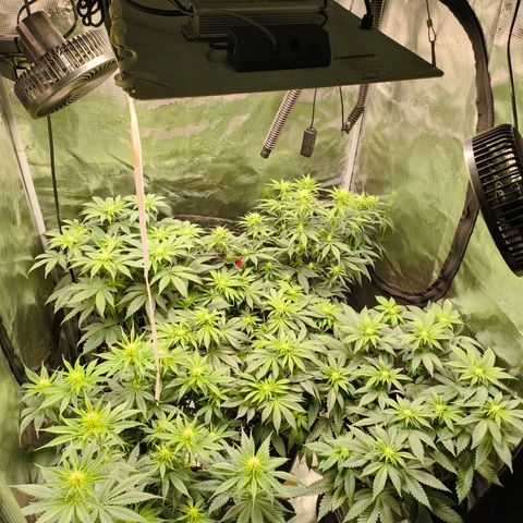 Future #1 #1 growlog timeline photo